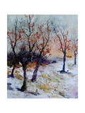 Young oaks in winter
