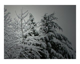 Winter Grey