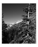 Mountain Evergreen