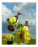 Goldfinch on Sunflower