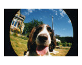 Jess