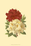 Blooming Azalea II