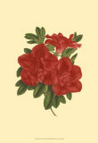 Blooming Azalea III