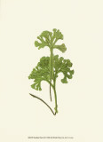 Woodland Ferns III