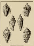 Shells on Khaki XII