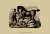 Horse and Horsemen VI
