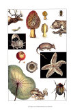 Nature's Curio II