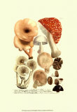 Mushrooms I