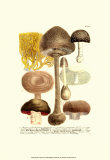 Mushrooms II