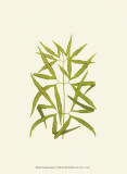 Woodland Ferns I