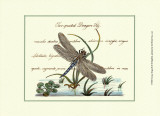 Antique Dragonfly II