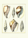 Of Sea and Shore V