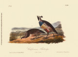 California Partridge