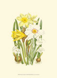 Summer Garden I