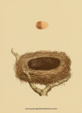 Antique Nest and Egg III