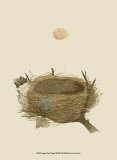 Antique Nest and Egg II