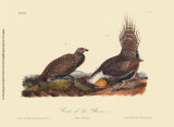 Cock of the Plains