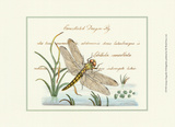 Antique Dragonfly I