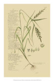 Ornamental Grasses I