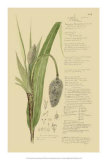 Ornamental Grasses II