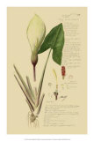 Aroid Plant III