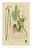 Ornamental Grasses III