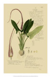 Aroid Plant II