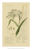 Ornamental Grasses V