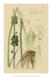 Ornamental Grasses VI