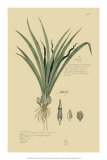 Tropical Grasses III