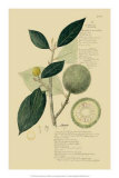 Tropical Fruits I