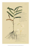 Tropical Grasses II