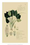 Tropical Grasses I