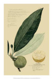 Tropical Fruits III