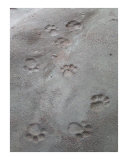 Paws in the Sand