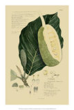Tropical Fruits IV