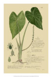 Aroid Plant I