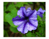 Purple Flower
