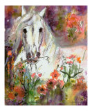 White Horse In Poppy Field