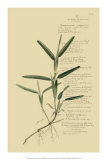 Tropical Grasses IV