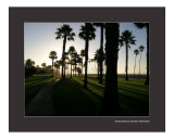 Santa Barbara Sunrise Through the Palm Trees