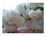 White Flowers in full Bloom