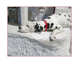 Dalmation Resting on Wall in Santorini