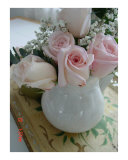 blizzard roses