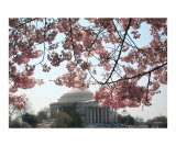 Cherry Blossom Jefferson Memorial no-30