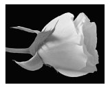 Black and White Rose