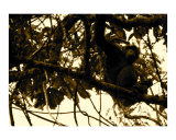 Watchful Mother