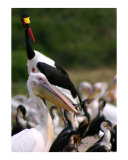 Gaggle