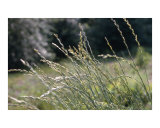 Field