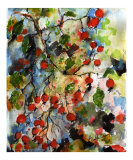 Rose Hips - Healing Plants - Herbs
